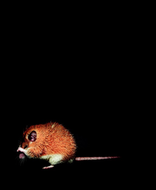 Esco solo la sera: una vita da animali notturni