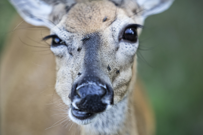 In Quebec si fa il campeggio nel bioparco