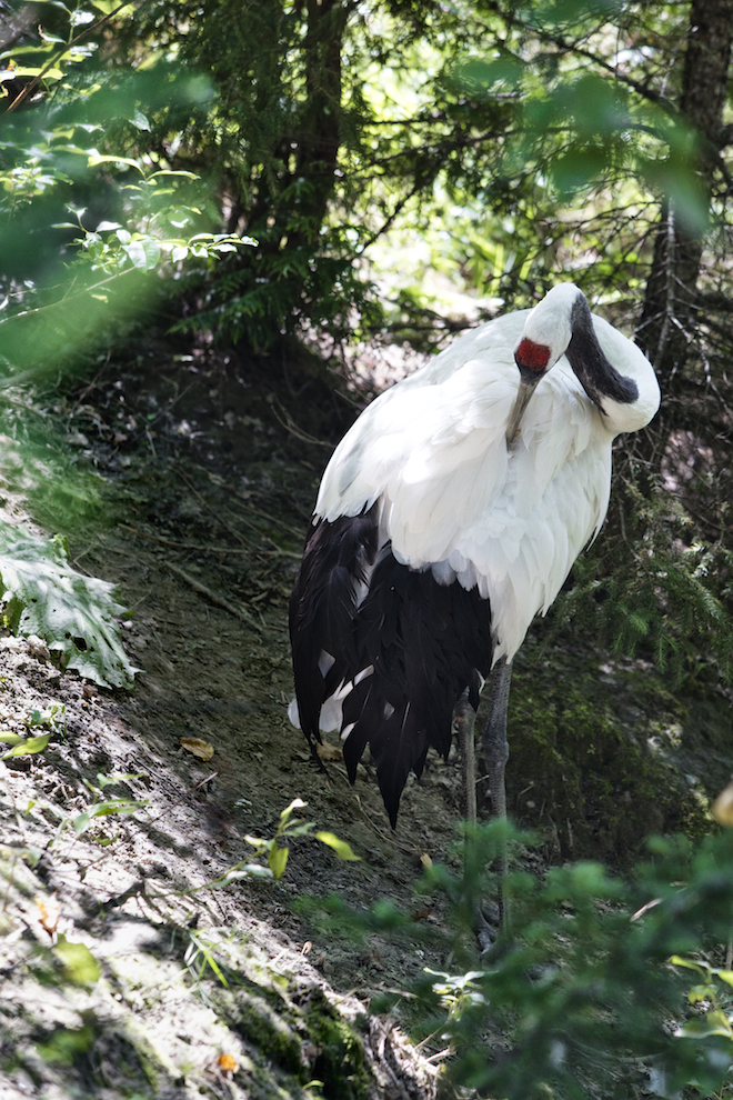 In Quebec si fa il campeggio nel bioparco