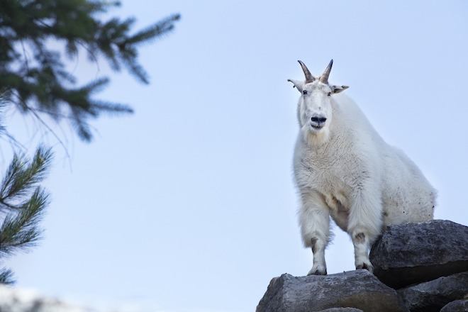 In Quebec si fa il campeggio nel bioparco