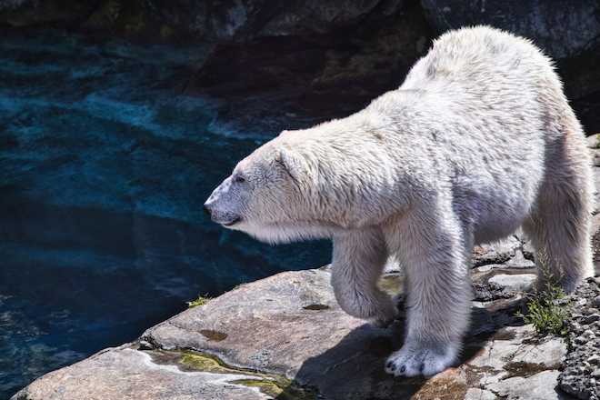 In Quebec si fa il campeggio nel bioparco