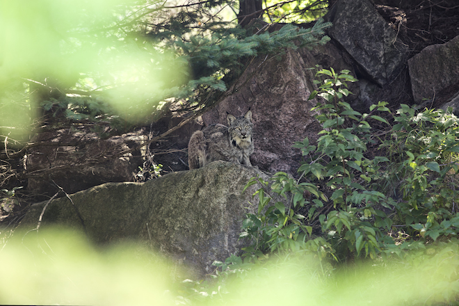 In Quebec si fa il campeggio nel bioparco