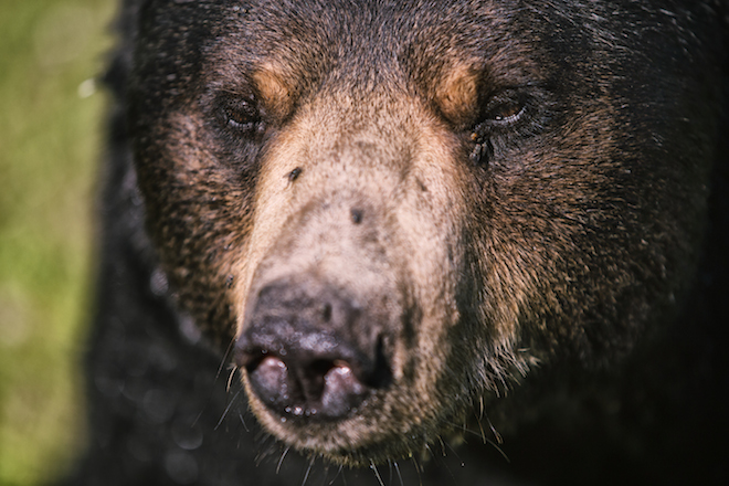 In Quebec si fa il campeggio nel bioparco