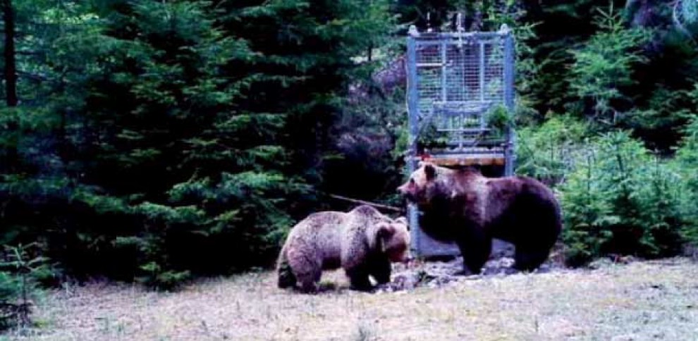 Morta l'orsa Daniza: uccisa dall'anestetico. E' polemica