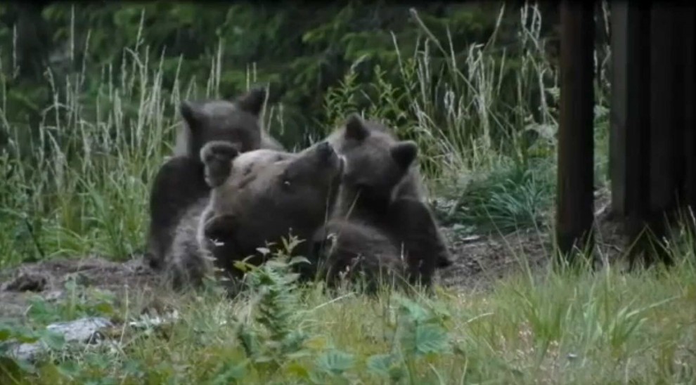 Morta l'orsa Daniza: uccisa dall'anestetico. E' polemica