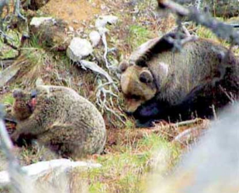 Morta l'orsa Daniza: uccisa dall'anestetico. E' polemica