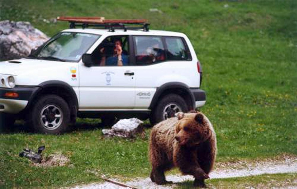 Morta l'orsa Daniza: uccisa dall'anestetico. E' polemica
