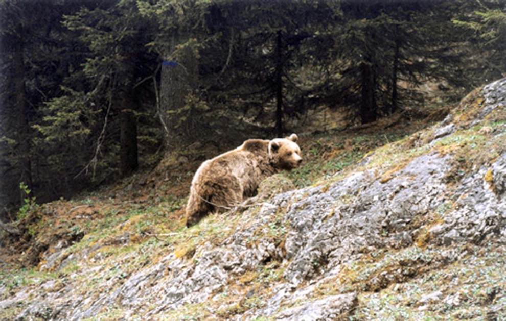 Morta l'orsa Daniza: uccisa dall'anestetico. E' polemica