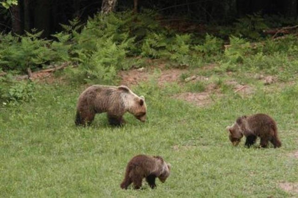 Morta l'orsa Daniza: uccisa dall'anestetico. E' polemica