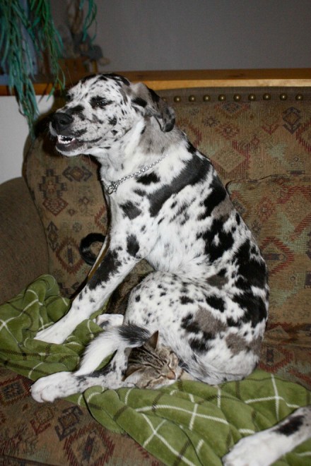 Cani e gatti: chi predomina si accomoda