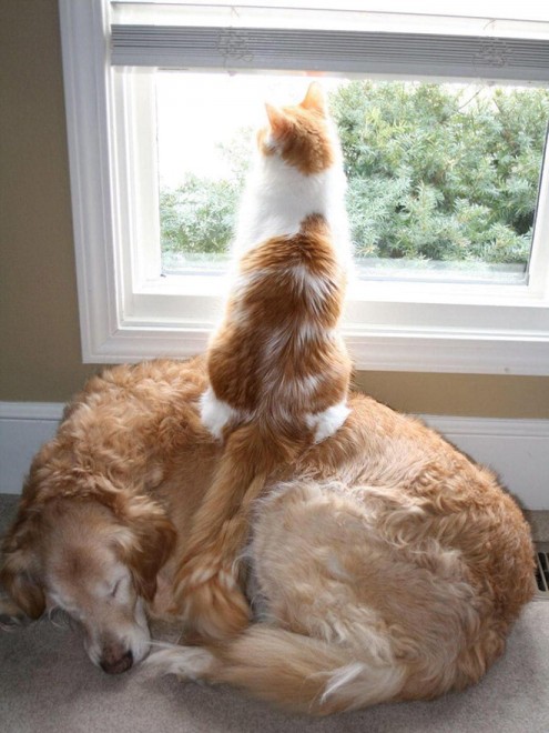 Cani e gatti: chi predomina si accomoda