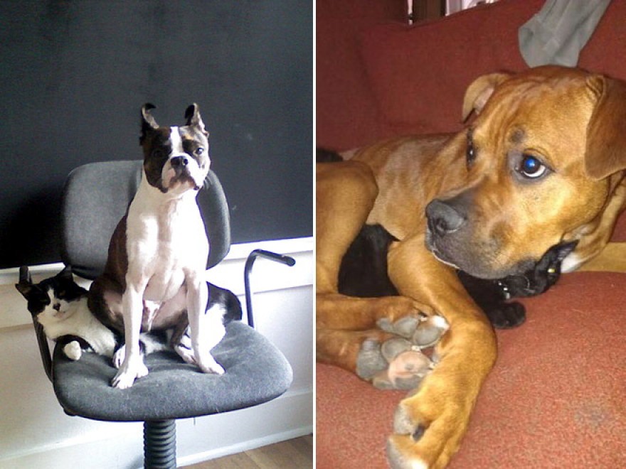 Cani e gatti: chi predomina si accomoda