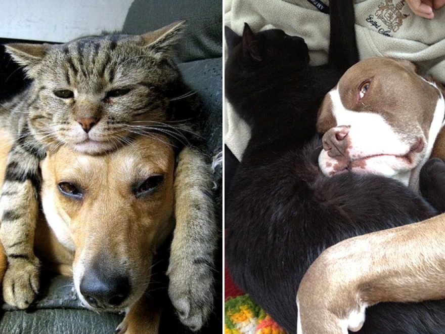 Cani e gatti: chi predomina si accomoda