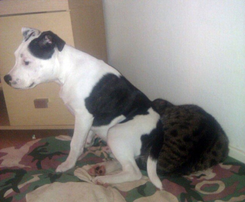 Cani e gatti: chi predomina si accomoda