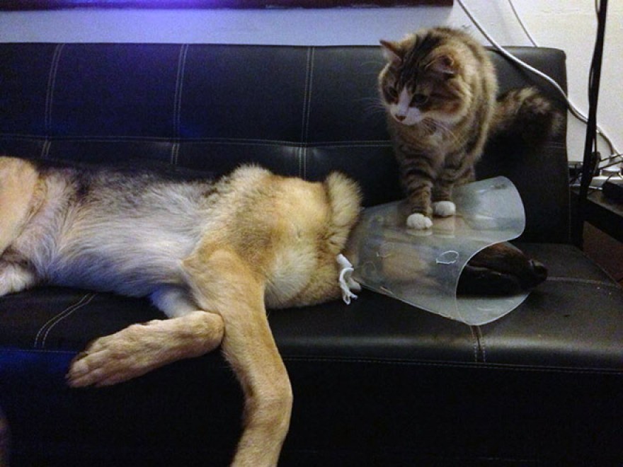 Cani e gatti: chi predomina si accomoda