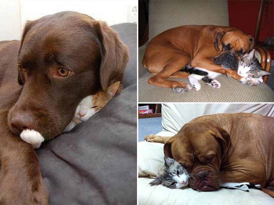 Cani e gatti: chi predomina si accomoda