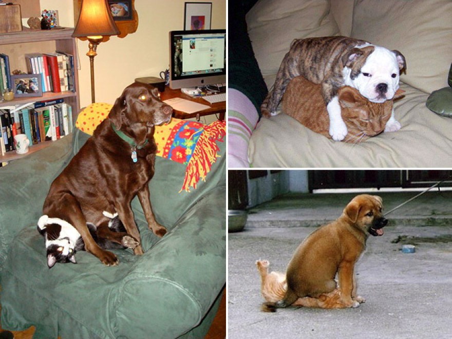 Cani e gatti: chi predomina si accomoda