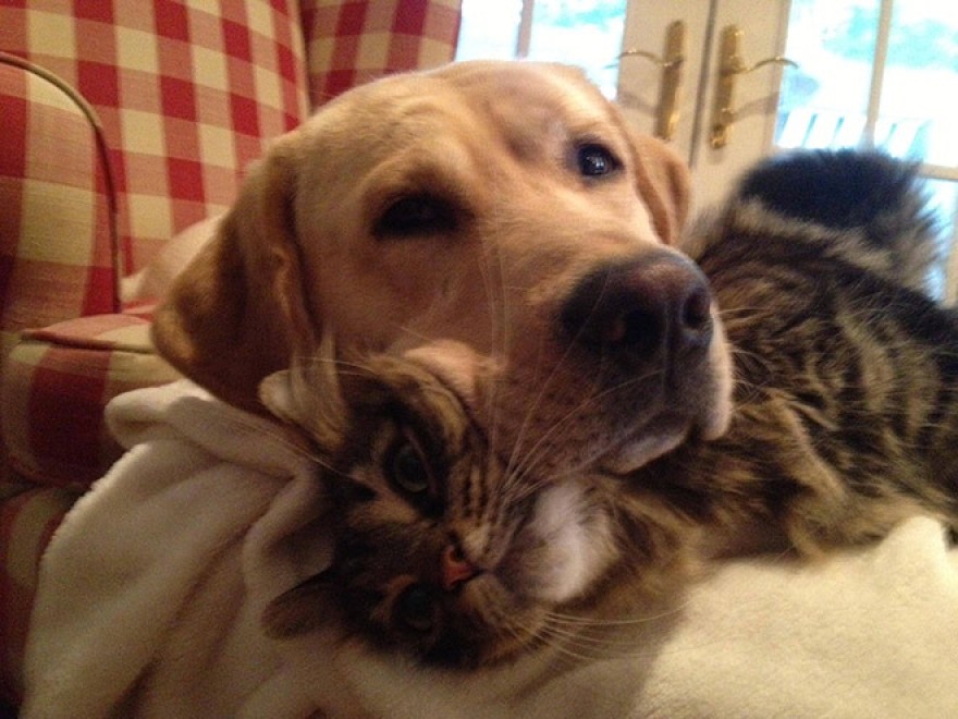 Cani e gatti: chi predomina si accomoda