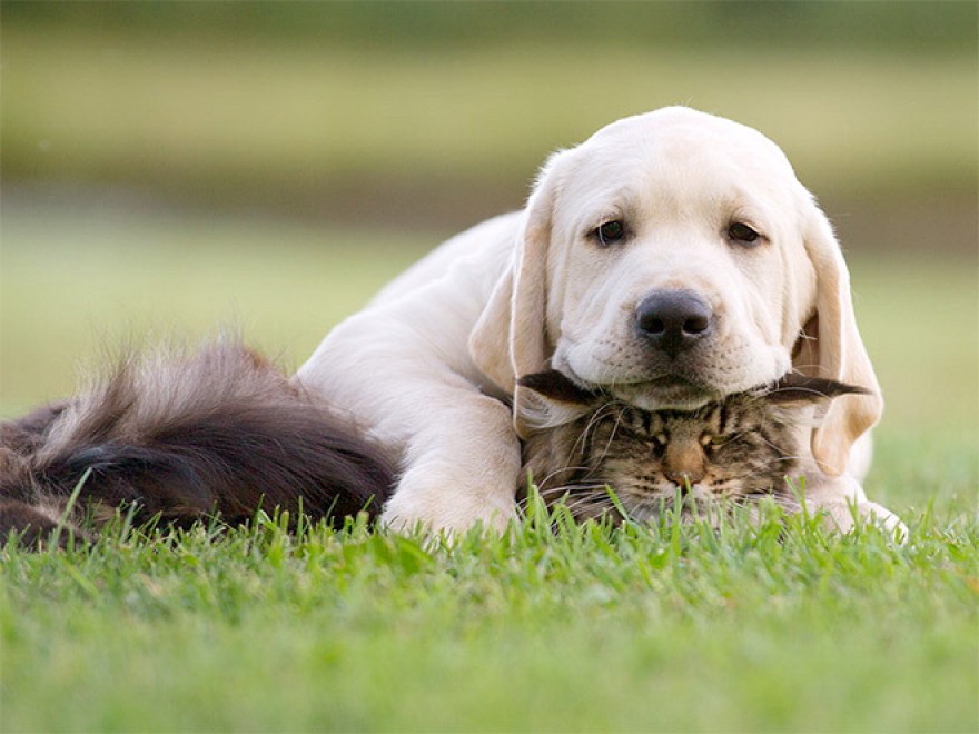 Cani e gatti: chi predomina si accomoda