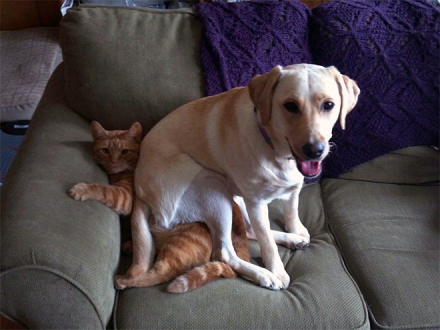 Cani e gatti: chi predomina si accomoda