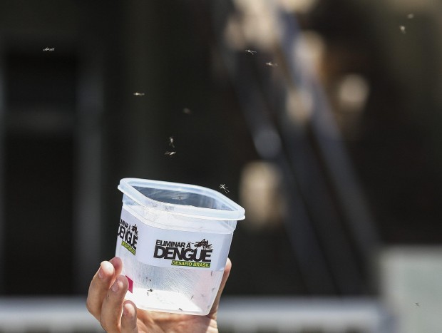 Brasile, zanzare contro zanzare per sconfiggere la dengue&nbsp;