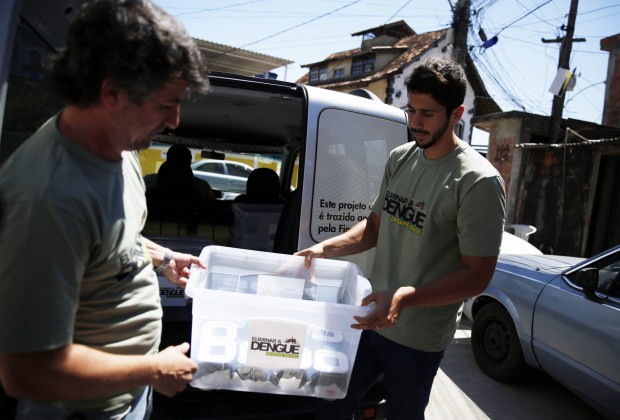 Brasile, zanzare contro zanzare per sconfiggere la dengue&nbsp;
