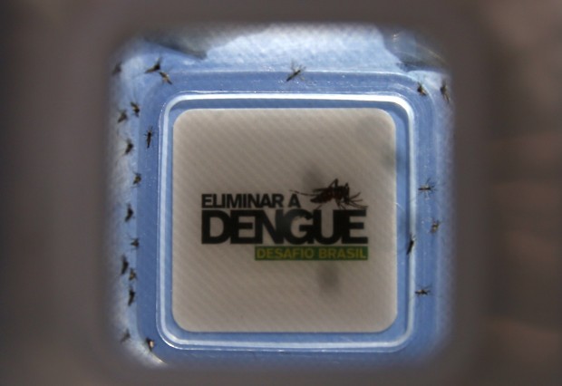 Brasile, zanzare contro zanzare per sconfiggere la dengue&nbsp;
