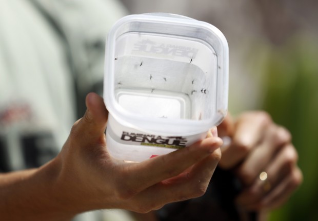 Brasile, zanzare contro zanzare per sconfiggere la dengue&nbsp;