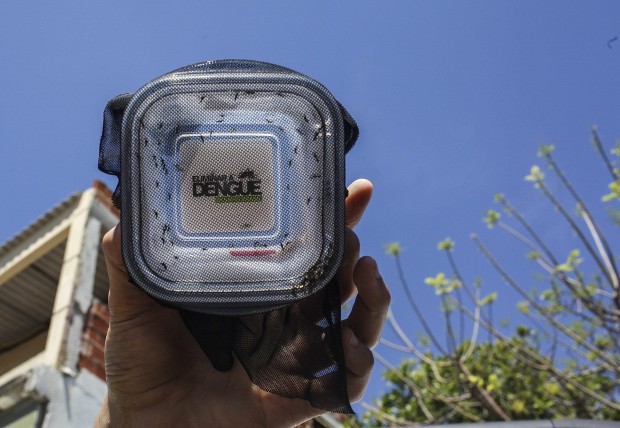 Brasile, zanzare contro zanzare per sconfiggere la dengue&nbsp;