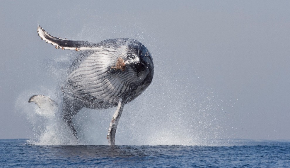 La forza e lo splendore, il salto della balenottera &egrave; uno spettacolo