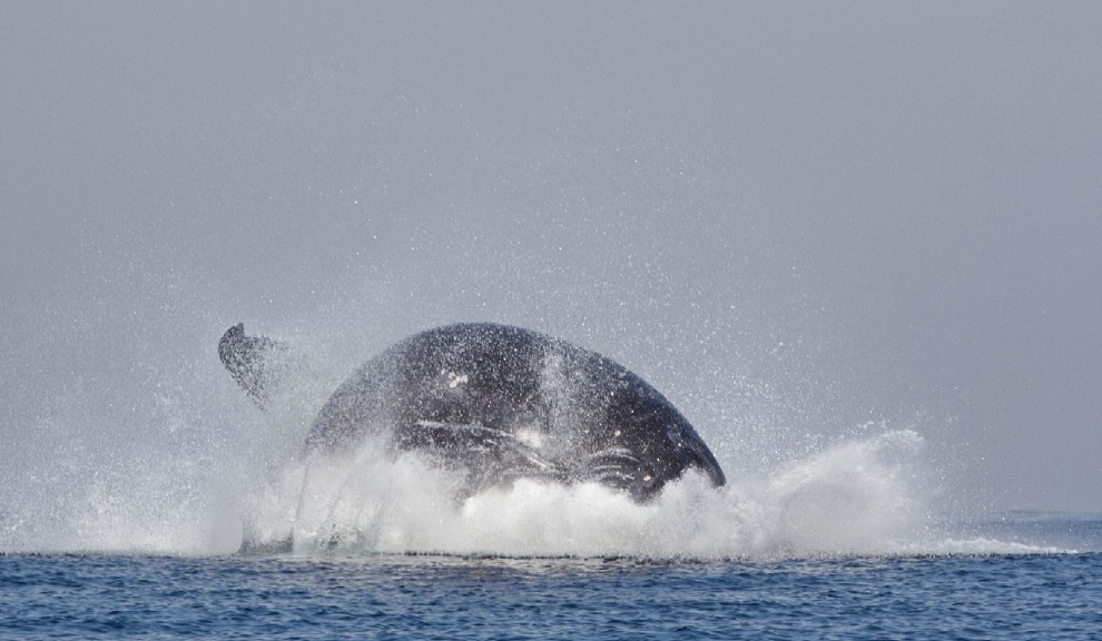 La forza e lo splendore, il salto della balenottera &egrave; uno spettacolo
