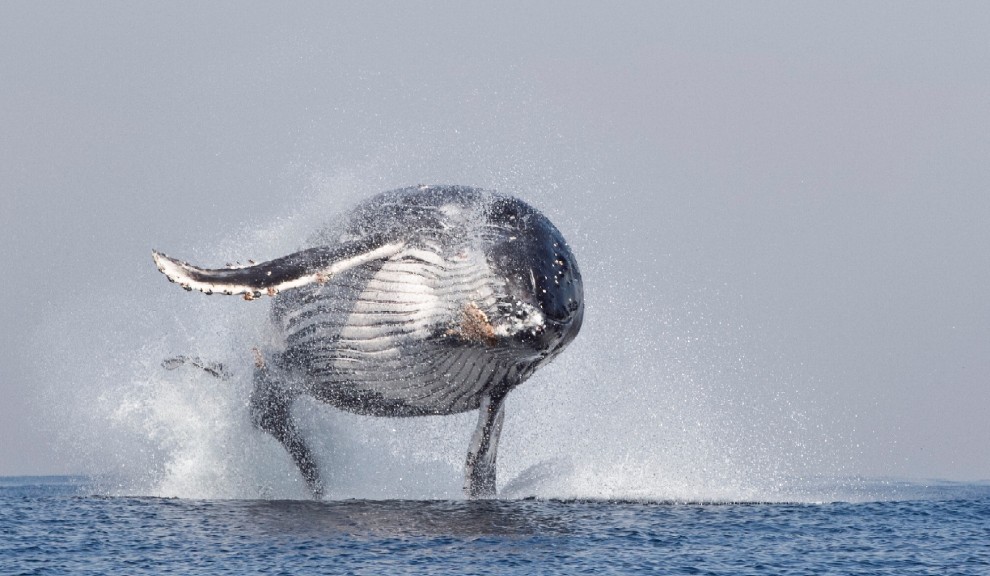 La forza e lo splendore, il salto della balenottera &egrave; uno spettacolo