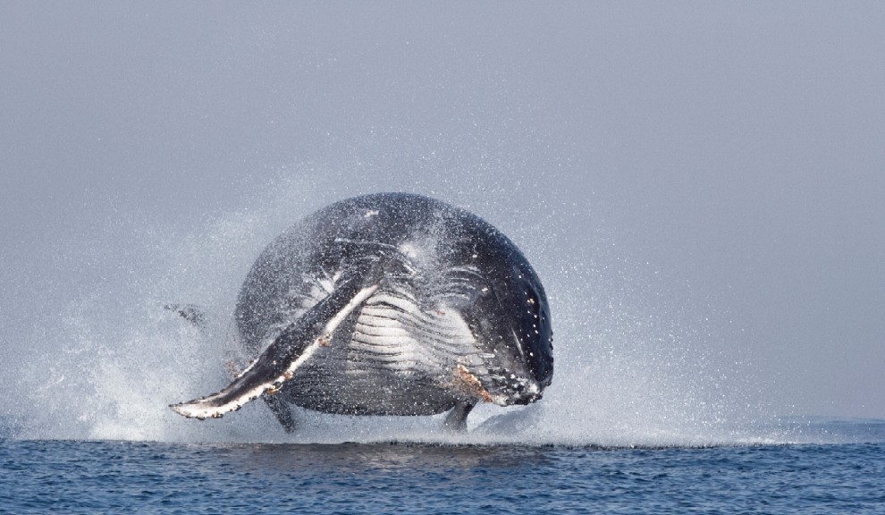 La forza e lo splendore, il salto della balenottera &egrave; uno spettacolo