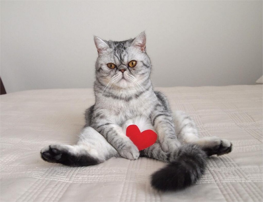 Gatti, quando la posa &egrave; tutto