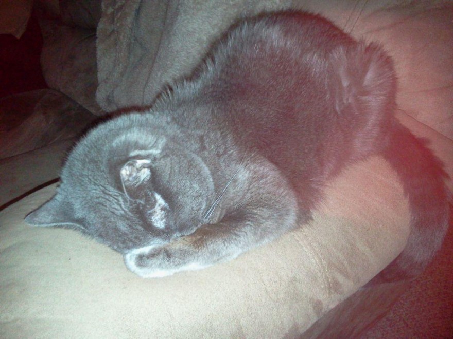 Gatti, quando la posa &egrave; tutto
