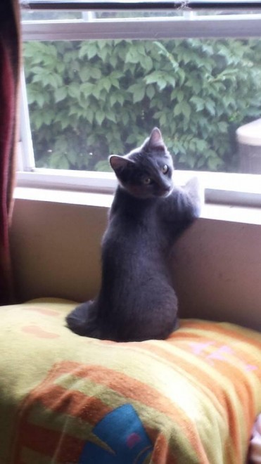 Gatti, quando la posa &egrave; tutto