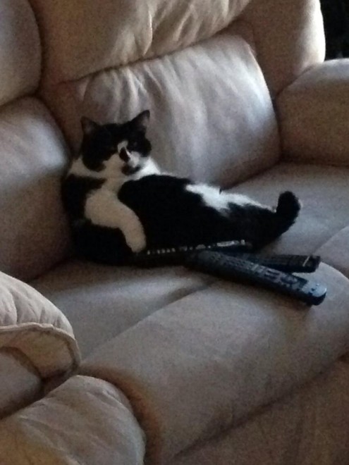 Gatti, quando la posa &egrave; tutto