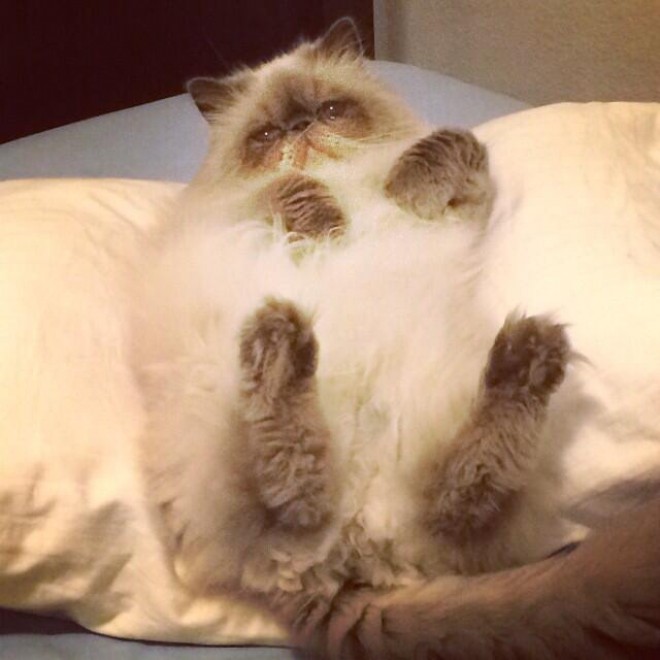Gatti, quando la posa &egrave; tutto