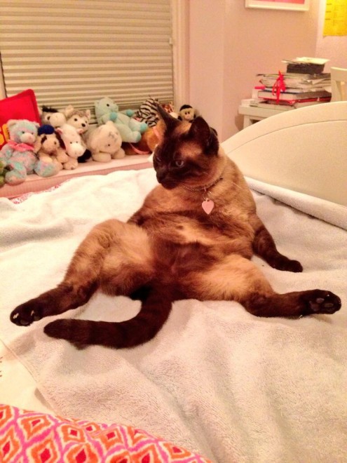 Gatti, quando la posa &egrave; tutto