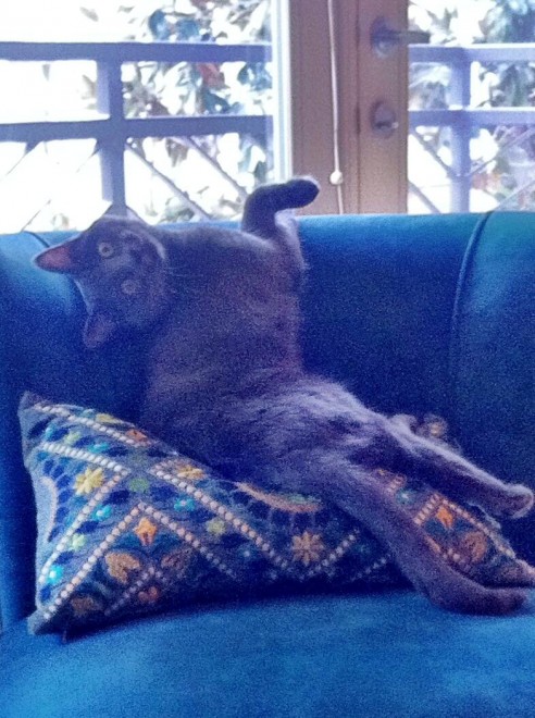 Gatti, quando la posa &egrave; tutto