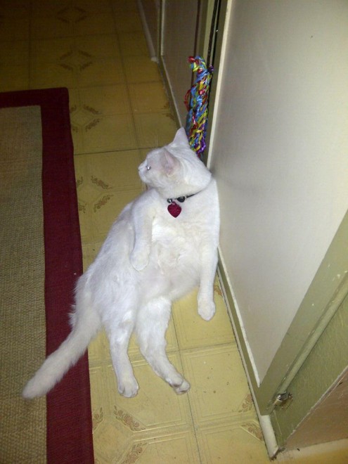 Gatti, quando la posa &egrave; tutto