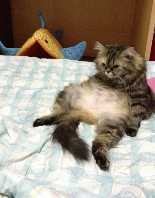Gatti, quando la posa &egrave; tutto