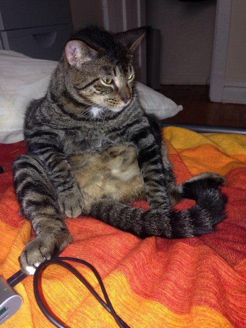 Gatti, quando la posa &egrave; tutto