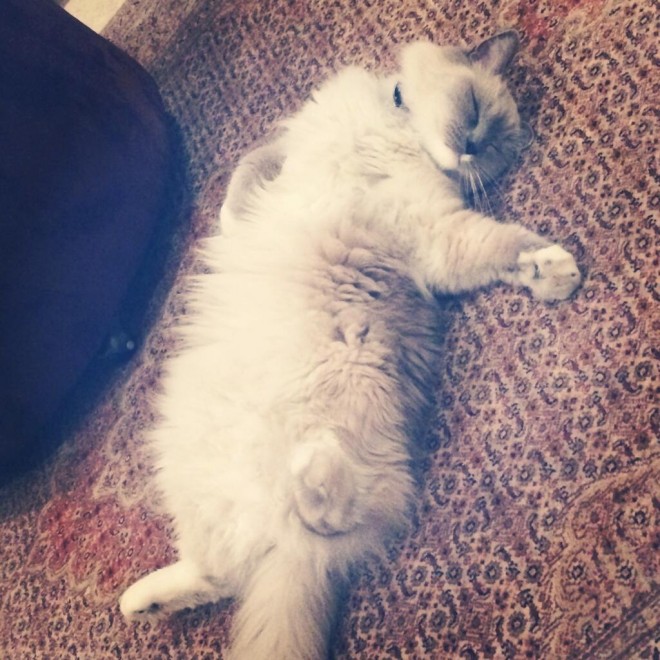 Gatti, quando la posa &egrave; tutto