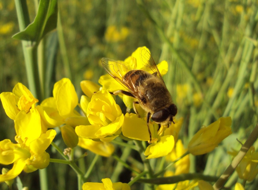 Farfalle, l'operazione polline &egrave; un successo