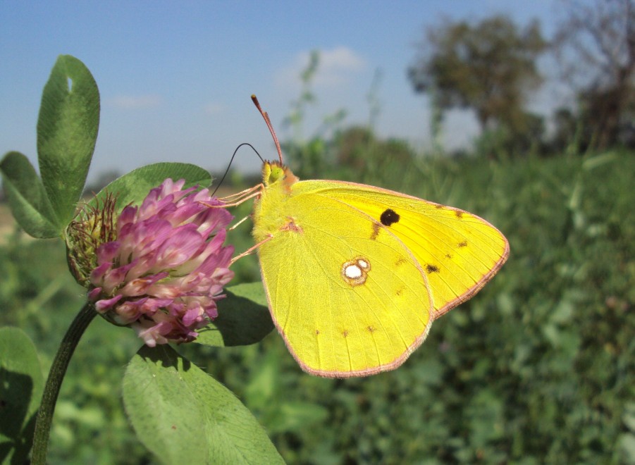 Farfalle, l'operazione polline &egrave; un successo