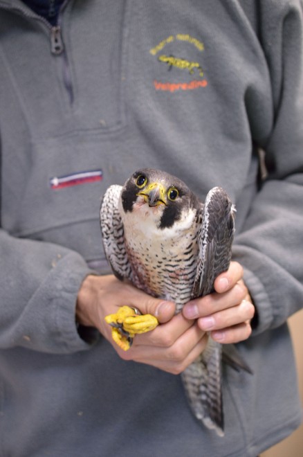 Crimini di natura, il Wwf e il falco a cui hanno sparato due volte&nbsp; &nbsp;