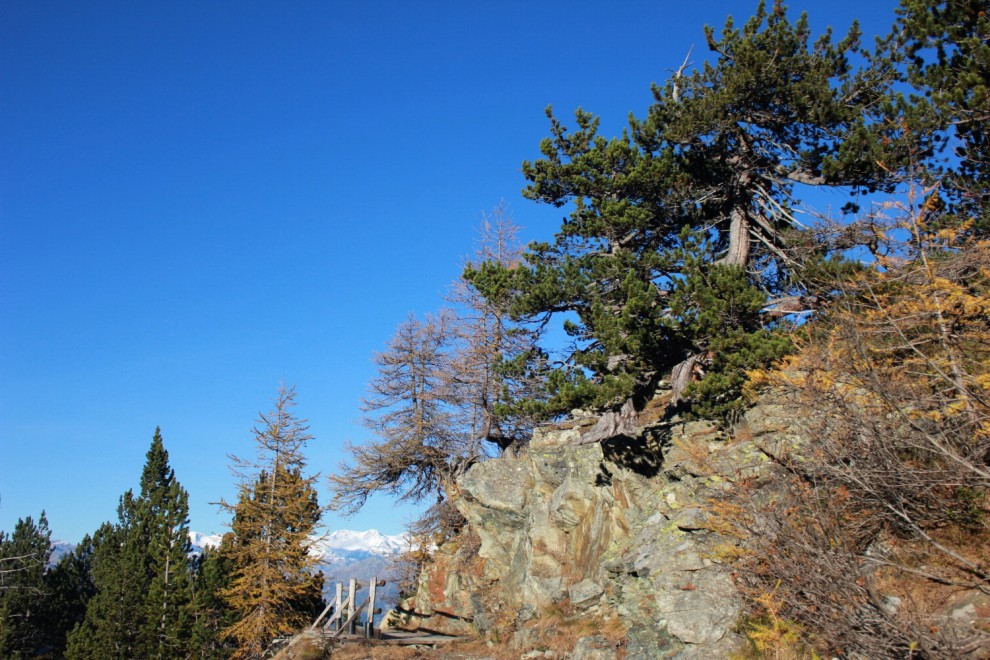 La giornata nazionale dell'albero