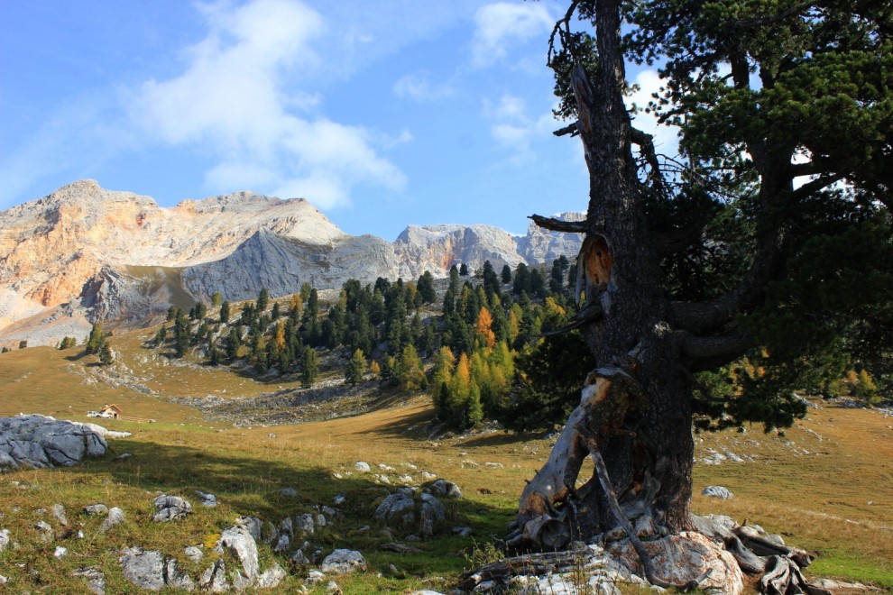 La giornata nazionale dell'albero