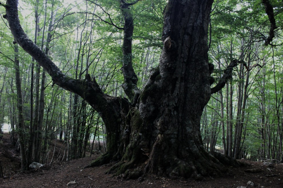 La giornata nazionale dell'albero